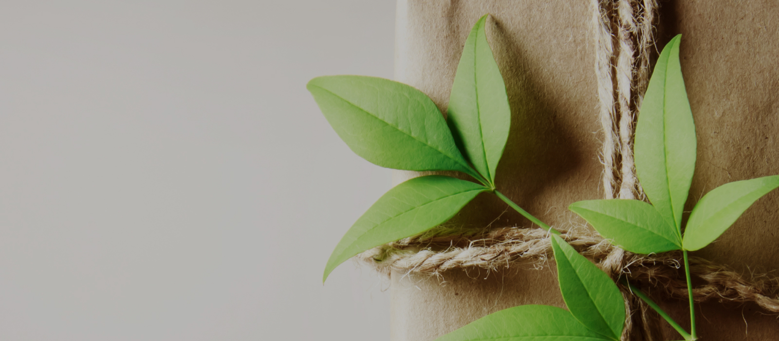 Pot Leafs on Top of Package