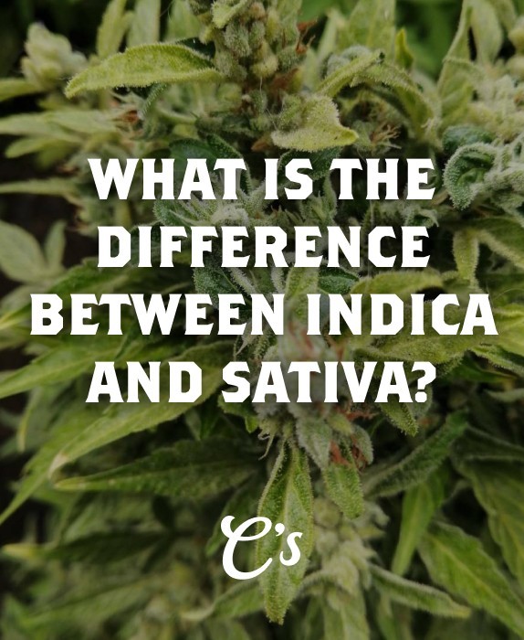 Cannabis Plant with title What is The difference between Indica and Sativa? 