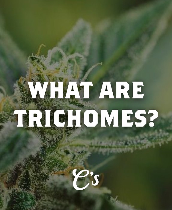 Trichomes crystals