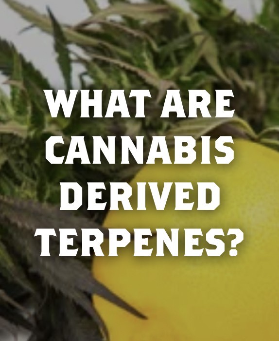 blog title of What are cannabis derived terpenes on top of image of lemon with marijuana leaves